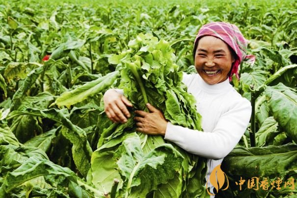 煙葉稅是什么，煙葉稅如何計算