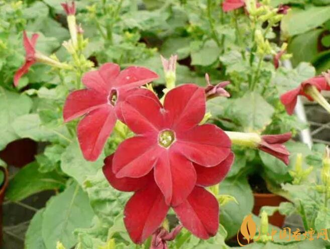 煙草花花語是什么，煙草花什么時候開花