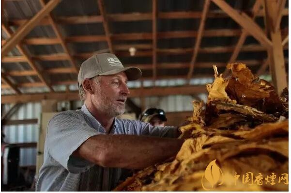 津巴布韋煙葉為什么好，黃金煙葉成為國(guó)寶