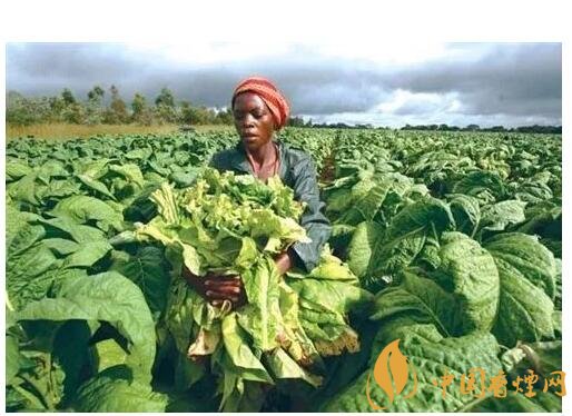 津巴布韋煙葉為什么好，黃金煙葉成為國(guó)寶