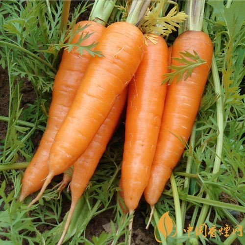 預(yù)防抽煙得肺癌，這些食物降低抽煙傷害