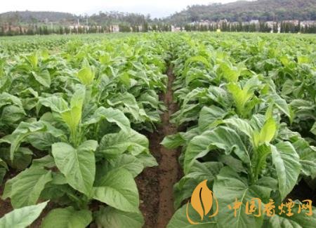 湖南瀏陽煙草局依托G80烤煙特色品種為煙農(nóng)創(chuàng)收9375萬元！